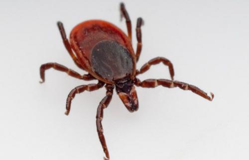 Обработка участка от комаров и мошек 08 Обработка участка от комаров и мошек 08