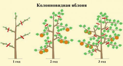 Правильная обрезка деревьев в саду и от каких веток надо немедленно избавляться. Как обрезать яблоню: секреты формирования кроны