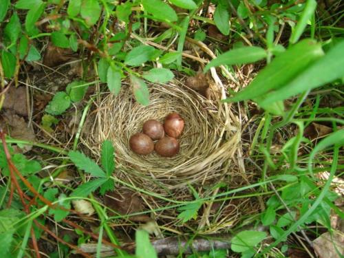 Как сделать гнездо для поделки. Гнездо из веток — 60 фото, как свить декоративное украшение своими руками