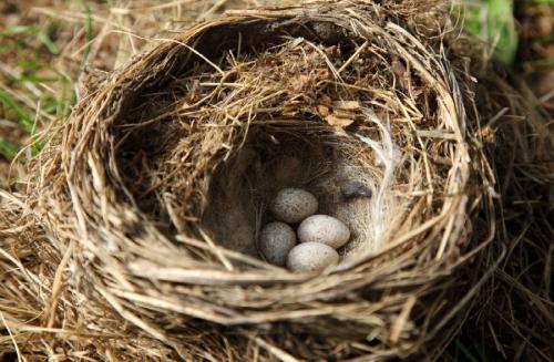 Как сделать гнездо для поделки. Гнездо из веток — 60 фото, как свить декоративное украшение своими руками