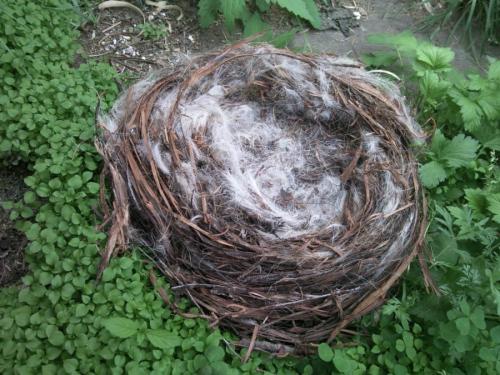 Как сделать гнездо для поделки. Гнездо из веток — 60 фото, как свить декоративное украшение своими руками