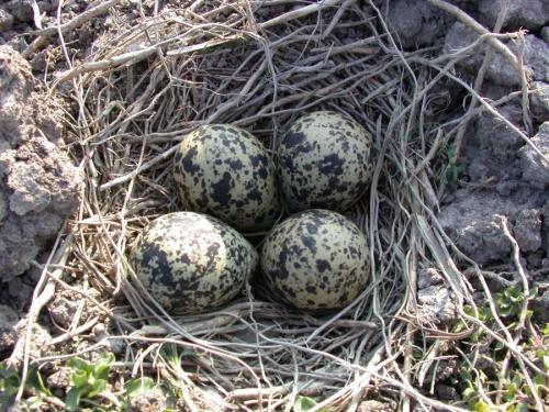 Как сделать гнездо для поделки. Гнездо из веток — 60 фото, как свить декоративное украшение своими руками