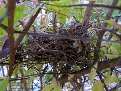 Как сделать гнездо для поделки. Гнездо из веток — 60 фото, как свить декоративное украшение своими руками