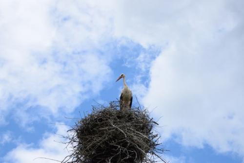 Диаметр гнезда аиста. Гнездо аиста — узнайте где строят гнезда аисты и как привлечь внимание молодого аиста к своему участку (115 фото + видео)