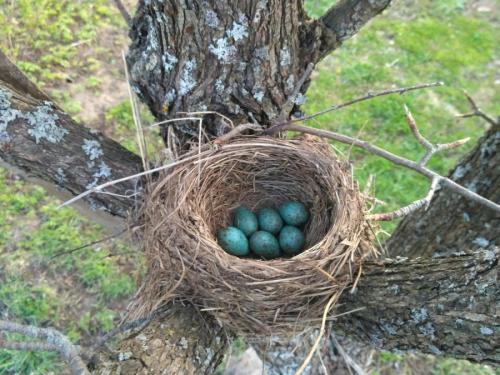 Как сделать гнездо для поделки. Гнездо из веток — 60 фото, как свить декоративное украшение своими руками