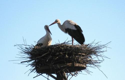 Диаметр гнезда аиста. Гнездо аиста — узнайте где строят гнезда аисты и как привлечь внимание молодого аиста к своему участку (115 фото + видео)