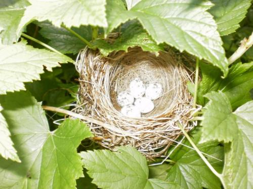 Как сделать гнездо для поделки. Гнездо из веток — 60 фото, как свить декоративное украшение своими руками