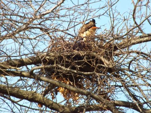 Как сделать гнездо для поделки. Гнездо из веток — 60 фото, как свить декоративное украшение своими руками