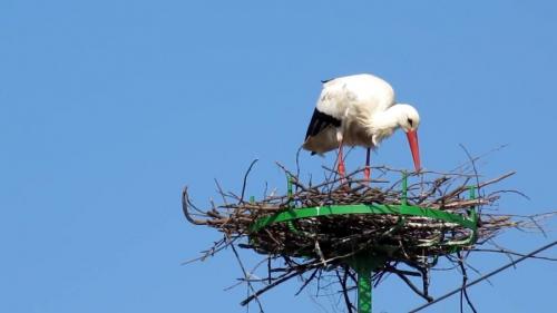 Как поселить аиста. Гнездо аиста — хитрости и нюансы постройки своими руками. 55 фото свитого гнзда