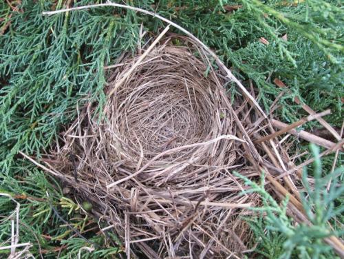 Как сделать гнездо для поделки. Гнездо из веток — 60 фото, как свить декоративное украшение своими руками