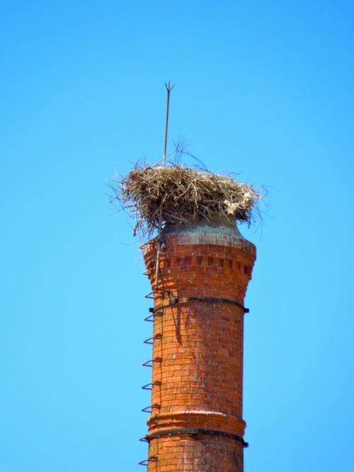 Как поселить аиста. Гнездо аиста — хитрости и нюансы постройки своими руками. 55 фото свитого гнзда