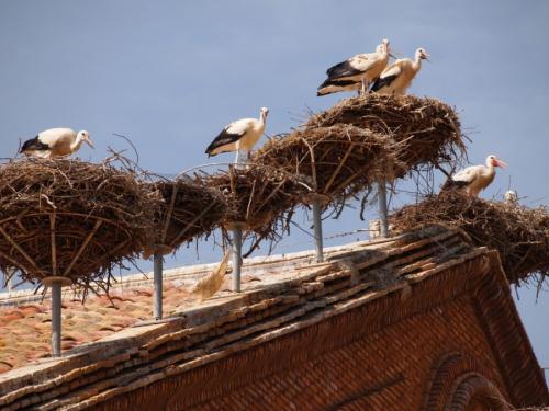 Как поселить аиста. Гнездо аиста — хитрости и нюансы постройки своими руками. 55 фото свитого гнзда