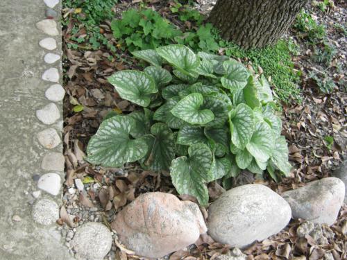 Как засыпать клумбу камнями. Материалы которые нужны для сбора клумбы из камней