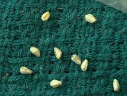 Как вырастить гранат на огороде. Подготовка семян граната к посеву