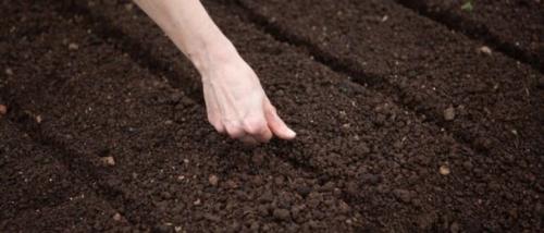 Что сажают в зиму на огороде. Посадка культур под зиму, что лучше посадить осенью на огороде