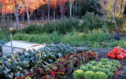 Что садят осенью на даче в подмосковье. Что сажать в сентябре на даче в открытый грунт в подмосковье