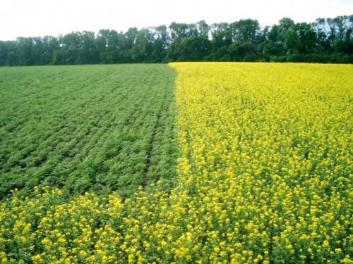 Что садят осенью на даче в подмосковье. Что сажать в сентябре на даче в открытый грунт в подмосковье