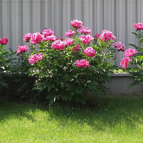 С чего начать облагораживание участка? Подготовка почвы в садово-огородной зоне 03 С чего начать облагораживание участка? Подготовка почвы в садово-огородной зоне 03