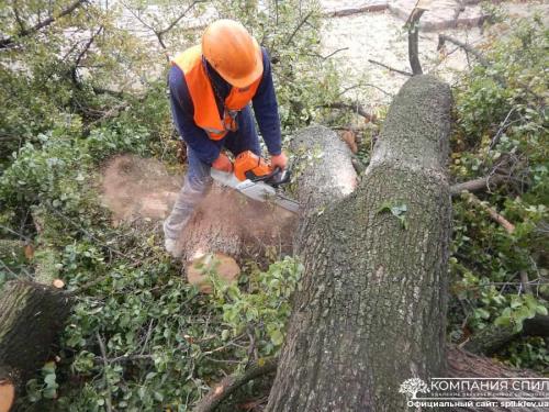Вывоз спиленных деревьев киев. Удаление деревьев любой сложности | Компания Спил