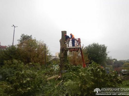 Вывоз спиленных деревьев киев. Удаление деревьев любой сложности | Компания Спил