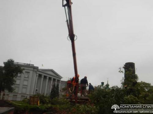 Вывоз спиленных деревьев киев. Удаление деревьев любой сложности | Компания Спил