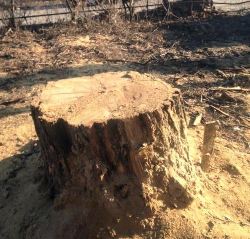 Утилизация веток днепр. Деревья Днепропетровска теряют ветки: омоложение или заготовка дров?