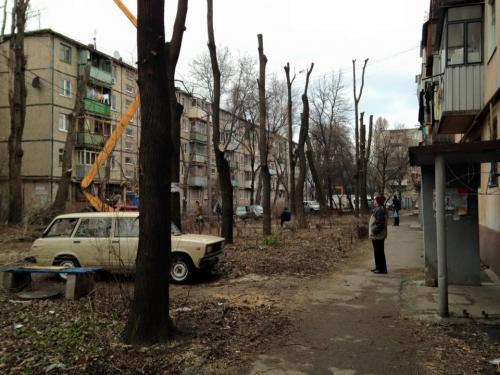 Утилизация веток днепр. Деревья Днепропетровска теряют ветки: омоложение или заготовка дров?