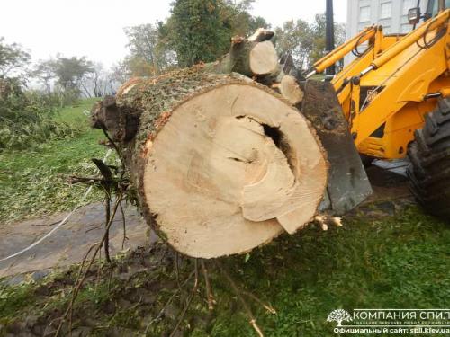 Вывоз спиленных деревьев киев. Удаление деревьев любой сложности | Компания Спил