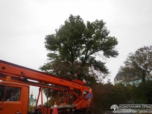 Вывоз спиленных деревьев киев. Удаление деревьев любой сложности | Компания Спил