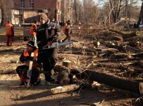 Утилизация веток днепр. Деревья Днепропетровска теряют ветки: омоложение или заготовка дров?
