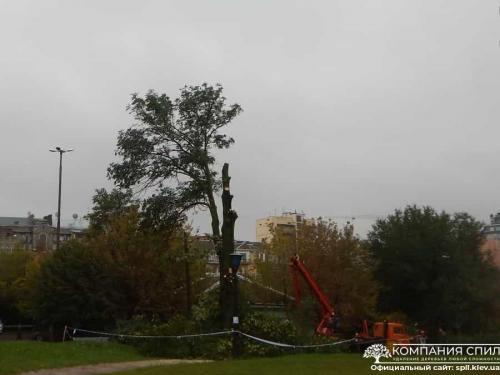 Вывоз спиленных деревьев киев. Удаление деревьев любой сложности | Компания Спил