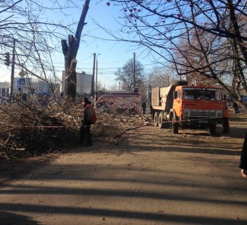 Утилизация веток днепр. Деревья Днепропетровска теряют ветки: омоложение или заготовка дров?