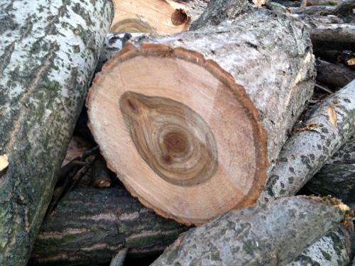 Утилизация веток днепр. Деревья Днепропетровска теряют ветки: омоложение или заготовка дров?