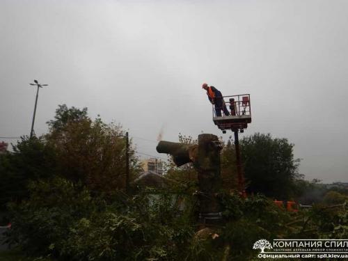 Вывоз спиленных деревьев киев. Удаление деревьев любой сложности | Компания Спил