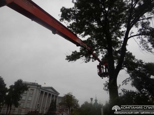 Вывоз спиленных деревьев киев. Удаление деревьев любой сложности | Компания Спил