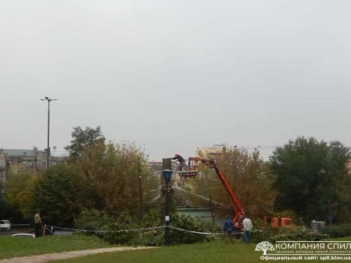 Вывоз спиленных деревьев киев. Удаление деревьев любой сложности | Компания Спил