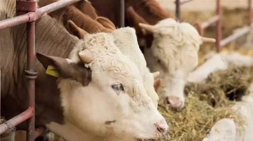 Сколько рулонов сена нужно корове на зиму. Сено для коров: виды, правила подбора и хранения