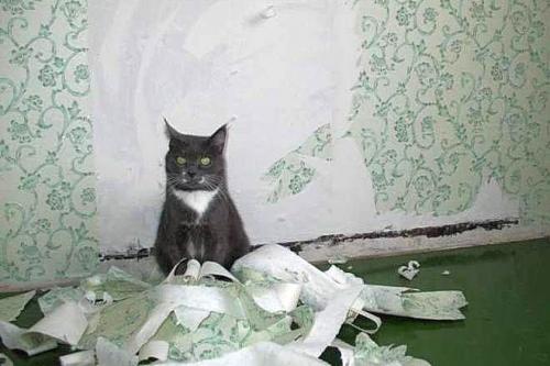 Как лучше ободрать старые обои. №2. Традиционный способ: снятие обоев при помощи воды 06 Как лучше ободрать старые обои. №2. Традиционный способ: снятие обоев при помощи воды 06