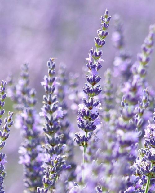 Сиреневый цвет в интерьере сочетается с какими цветами. Фиолетовый цвет и его оттенки 02 Сиреневый цвет в интерьере сочетается с какими цветами. Фиолетовый цвет и его оттенки 02