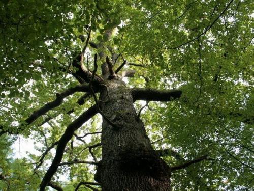 Паркетная доска дуб. Паркет из дуба: виды, характеристики древесины, интерьеры