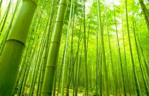 Бамбуковые обои на пол. Мифы и реальность