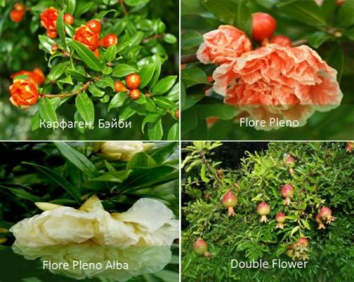 Гранатовое дерево дома. Карликовый гранат и его разновидности