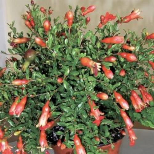 Гранатовое дерево дома. Карликовый гранат и его разновидности 02 Гранатовое дерево дома. Карликовый гранат и его разновидности 02