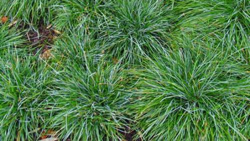 Низкорослая трава декоративная. Полевица побегоносная 19 Низкорослая трава декоративная. Полевица побегоносная 19