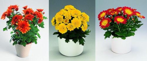 Хризантема летняя. Многолетние хризантемы – сорта, фото