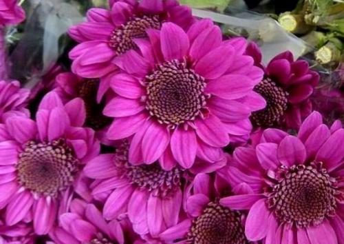 Хризантема опал. Самые популярные и красивые сорта хризантем