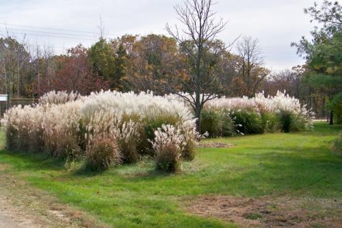 Многолетние травы для сада. Особенности подбора