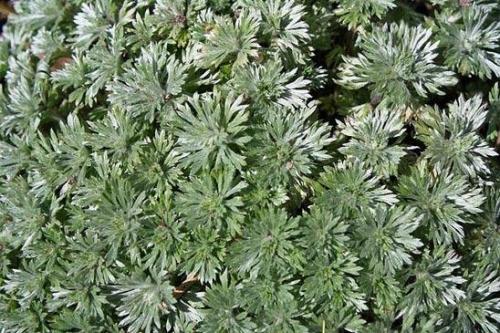 Низкорослая трава декоративная. Полевица побегоносная 17 Низкорослая трава декоративная. Полевица побегоносная 17