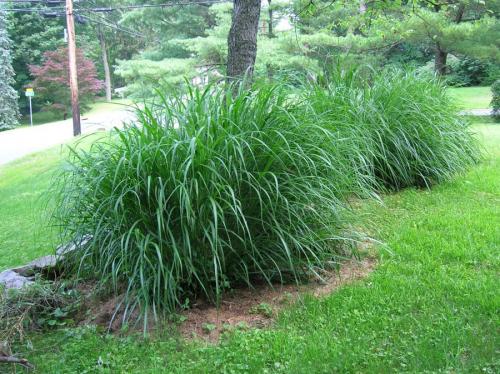 Многолетние травы для сада. Особенности подбора