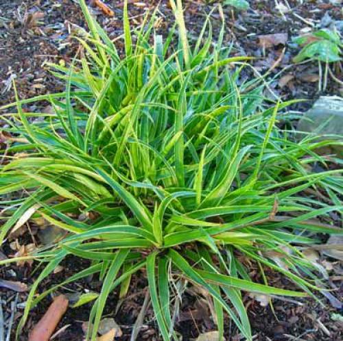 Низкорослая трава декоративная. Полевица побегоносная 15 Низкорослая трава декоративная. Полевица побегоносная 15